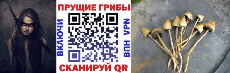 даркнет телеграм  кракен зеркало  Кыштым  Псилоцибиновые грибы GOLDEN TEACHER 